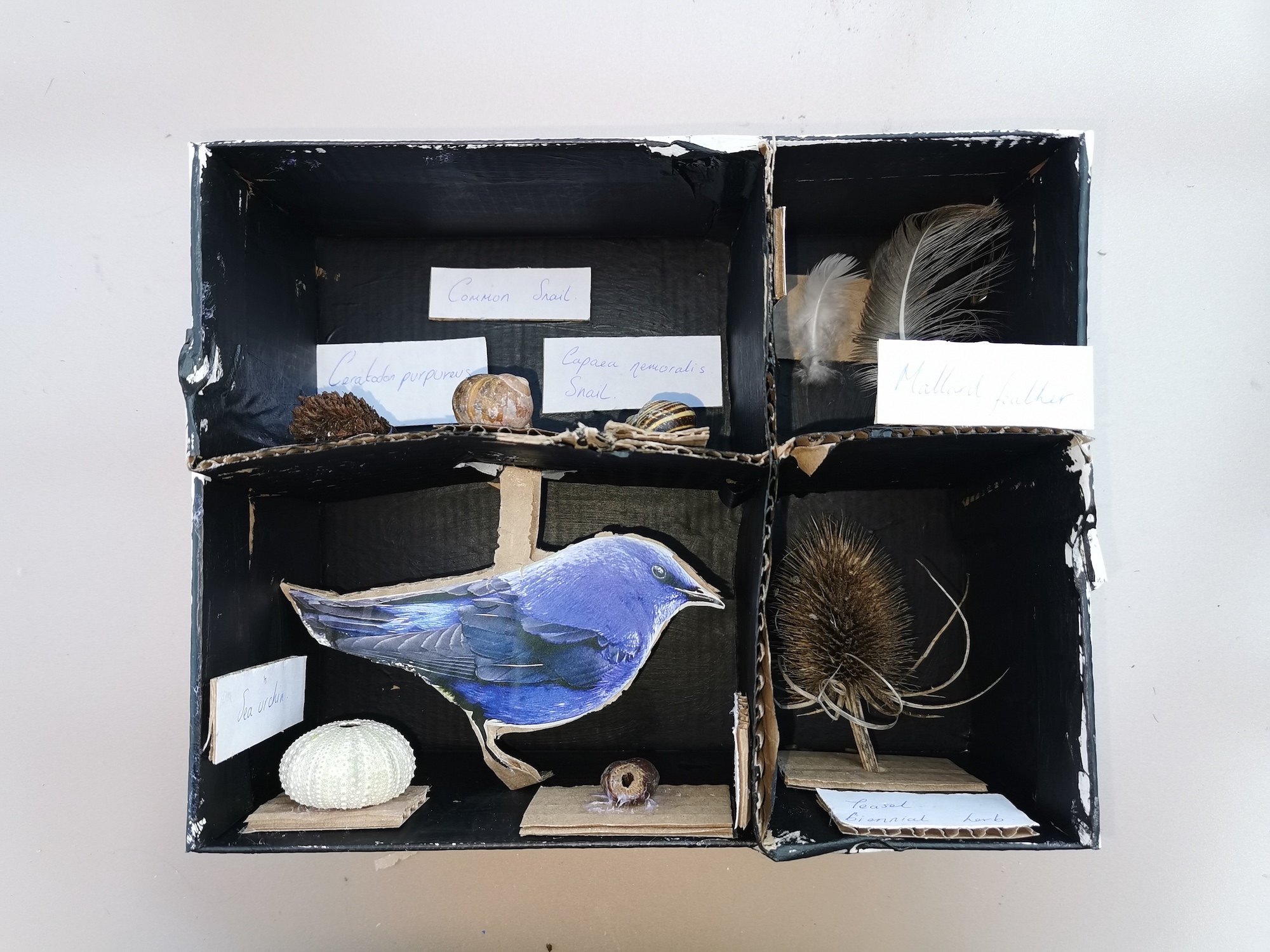 Make a Mini Museum University of Cambridge Museums